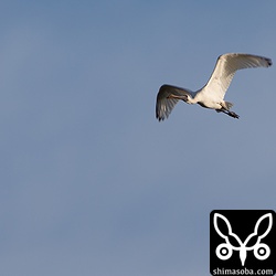 また、山を越えて先日の田んぼの方へ去っていきました。