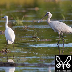 コサギより二回りは大きい。