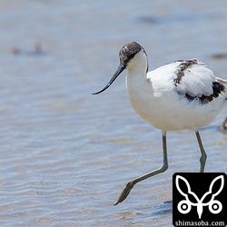 人を恐れないのかどんどん近づいてきました。^^;