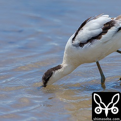 反り上がったくちばしで餌さがし。