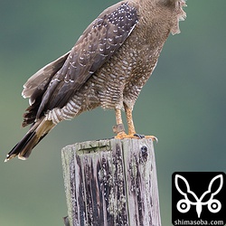 右足に「C」の文字が見えます。`「シャイ」`__ なのかなー?__ http://kanmuriwasi.blog119.fc2.com/blog-entry-77.html