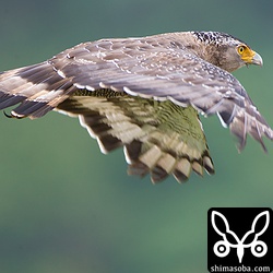 Cの足環をしたカンムリワシ。`2011年1月15日に保護された「シャイ」`__ かなー?__ http://kanmuriwasi.blog119.fc2.com/blog-entry-77.html