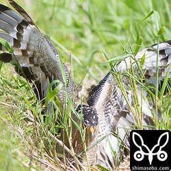 こちらでもアタック!!