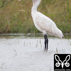 今日は、カルガモの群れと行動を共にしていました。