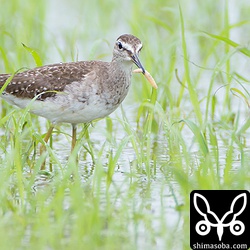 タカブシギが何か捕まえていました。