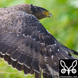 このカンムリワシを撮影していたら、師匠から「なにやってんのサシバ30分で1700羽出てるよ」との連絡が…。すぐに、サシバの渡りを観に行きました。^^しっかりとカニを握っています。