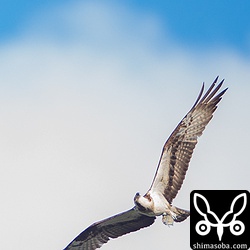 ガーラを掴んだミサゴも登場しました。^^コガネアジか何かかなー?