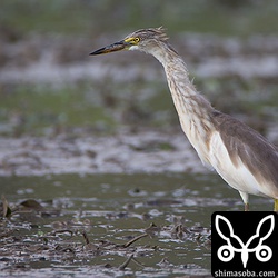 コサギに混ざってトラクターの後を追っていました。^^;