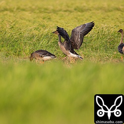 田んぼ1枚分以上離れていれば警戒されることもありません。