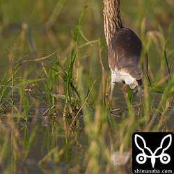 アカガシラサギの冬羽。