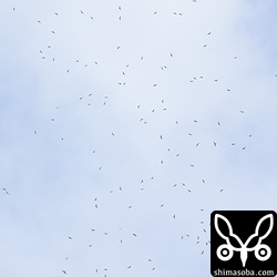 この日、ふたつめのタカ柱。^^