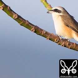 警戒心が強いシマアカモズがおおいなか、このオスは近くで撮らしてくれました。^^
