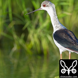 目が充血してるみたいなセイタカシギ。^^石垣に渡ってくるシギの中では一番美しい。