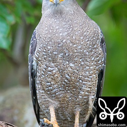 帰り道に思わぬところにカンムリワシが。かなり近い!!