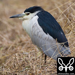ペンギン…じゃなくてゴイサギもいました。