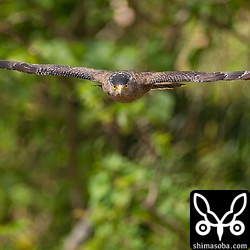 カメを捕まえていました。カメは近過ぎてピントが合わず…。踏んだ茂みから逃げ出したカメをカンムリワシが捕まえた模様。