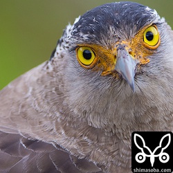 獲物を狙う時の目つきとは違ってかわいらしい。^^