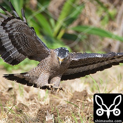 こちらはバッタを捕まえていました。