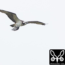 上空を獲物を掴んだミサゴが通過しました。