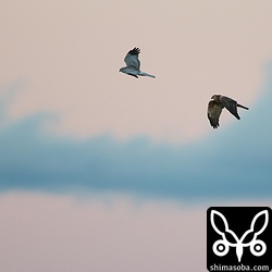 ハイイロチュウヒが2羽なんて、石垣ではなかなか見られない光景。