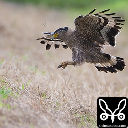 バッタに逃げられる。^^;
カンムリワシの右上に逃げたバッタ。