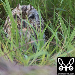 草むらに潜むコミミズク。嘴の傷が上の個体との違い。