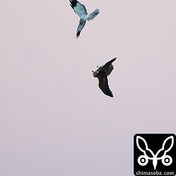 ハイイロチュウヒのオスとメスがじゃれていました。