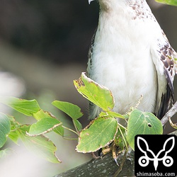 人懐っこい幼鳥。狩りもなかなかの腕前。みんなの人気者です。^^