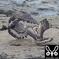 気が強い幼鳥。成鳥の捕った獲物を盗ろうと追いかけます!!