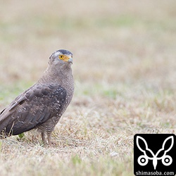 交通量のある道路沿いの牧草地にカンムリワシ。