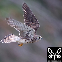 チョウゲンボウは初速が速いなー。
