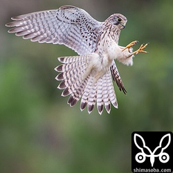 狩り成功。バッタを口にくわえています。^^