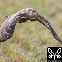 大きなカエル(たぶんオオヒキガエル)を両足にがっちり掴んで!!