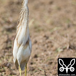 ジャワアカガシラサギは、アマサギなどの群れと畑で小さな昆虫を捕まえているようでした。