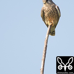 警戒心の薄いチョウゲンボウ。