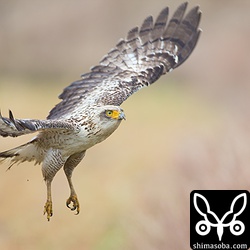 餌を食った後、お気に入りの止まり木へ帰る。