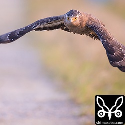 帰り道にカンムリワシ。脚環をしていましたが、文字など判別できず…。