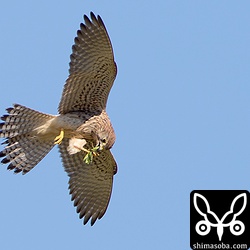 カマキリを空中で食べています。