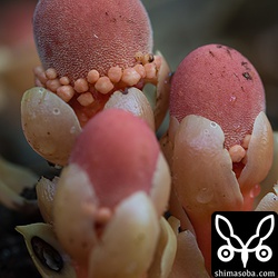 大きな丸いのが雌花で、そのまわりの小さなのが雄花らしい。
