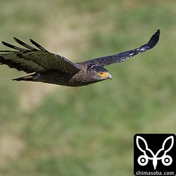 ひろーい牧草地なんでカンムリワシが遠い…。^^;