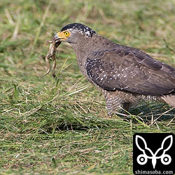 サキシマヌマガエルを捕まえた。