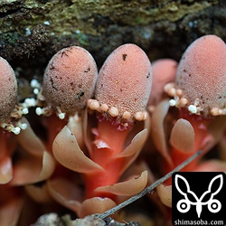 アリとかヤスデがたかってた。