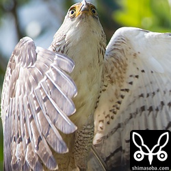 こんな近くまで飛んでくるとは思わずびっくり。^^;