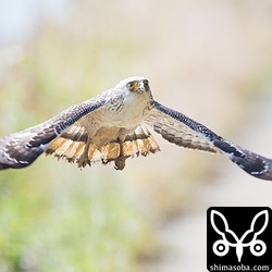 たくましく成長するカンムリワシの幼鳥。