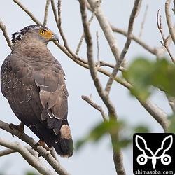 あまり見慣れないカンムリワシ。