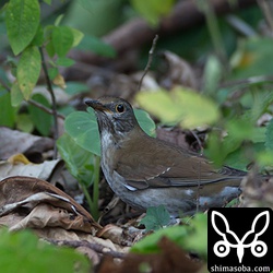 シロハラ。今年は去年に引き続きツグミ類が多いです。^^