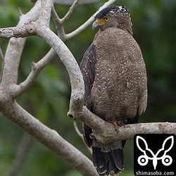 たまに見るカンムリワシ。
