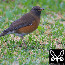 アカハラ。シロハラに較べると数は少ない。