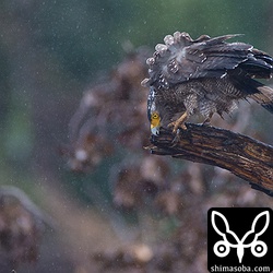 餌を食った後は、枝で嘴の掃除。^^