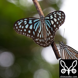 近づくと飛び立ちます。